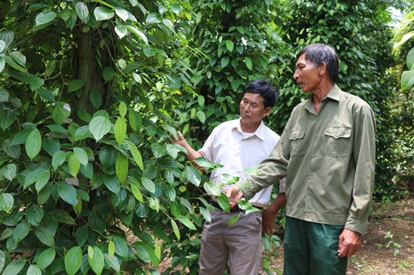Pepper farmers in Vietnam switch to other crops as price declines