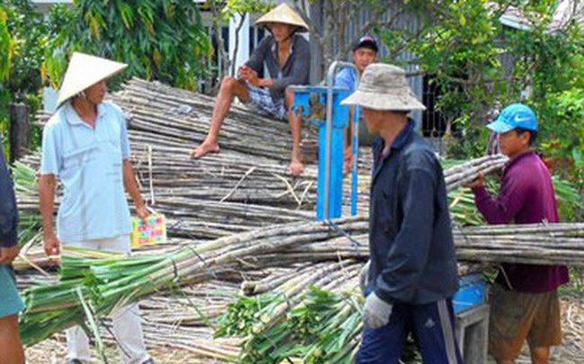 Vietnam's sugar industry in serious decline