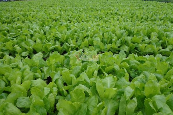 Có nông thôn mới, Hoà Vang không còn hộ nghèo