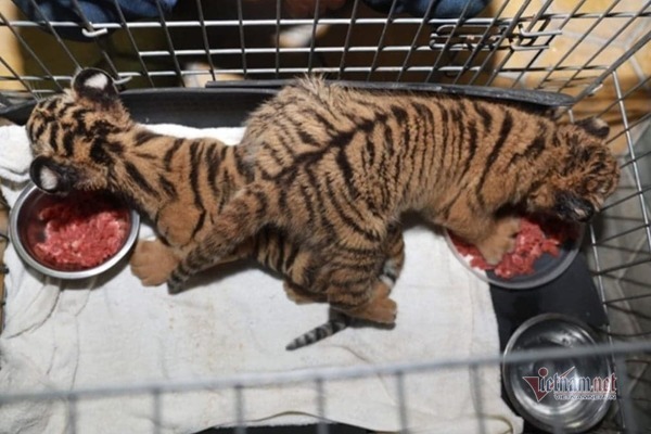 Bỏ lại cặp hổ còn sống, 2 đối tượng ở Hà Tĩnh chạy trốn