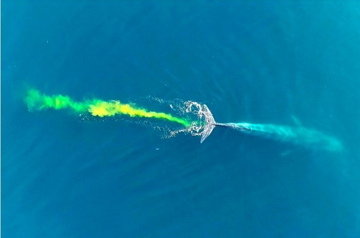 Cá voi “bắn pháo hoa”, nước biển chuyển màu kỳ ảo