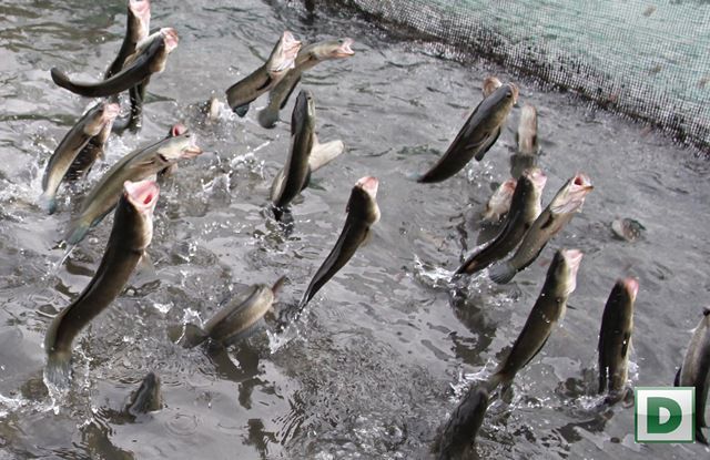 Cá ăn cơm bằng thìa, cá bú sữa bình độc nhất thế giới của dân Việt