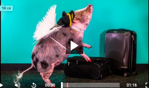 Lợn làm 'bác sĩ' chữa bệnh cho hành khách ở sân bay