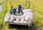 Vietnam’s rice price surprisingly low despite high quality