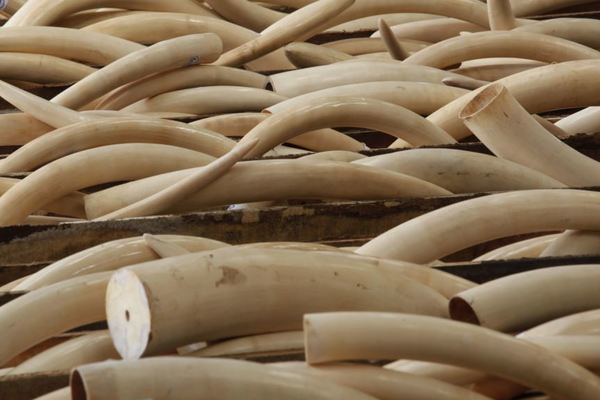 Cái kết với cô gái Hà Nội buôn bao tải ngà voi