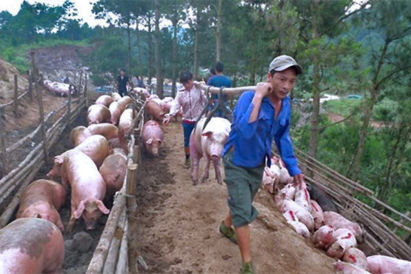 Trung Quốc giá đắt gấp đôi, bất chấp lệnh cấm ồ ạt đưa lợn qua biên