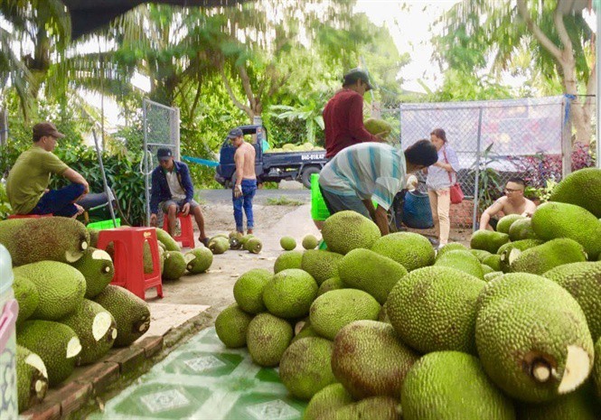 Thương lái giảm mua, giá mít Thái lao dốc, loại rẻ nhất 9.000 đ/kg