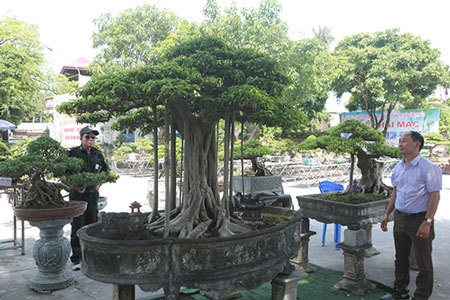 Chiêm ngưỡng “chùa Đồng” dưới bóng cây sanh tiền tỷ