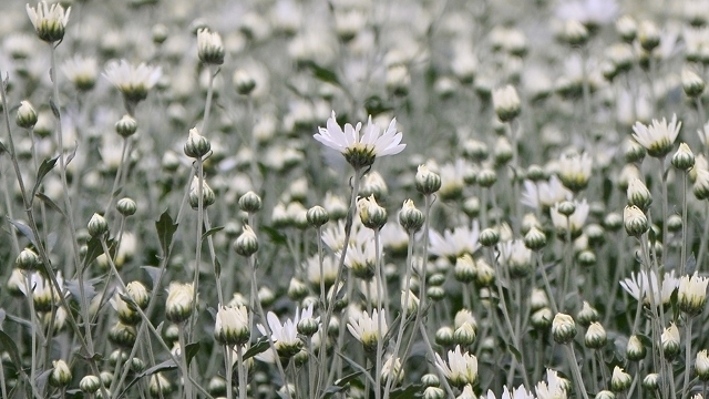 White daisy helps flower growers raise income