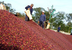 Coffee price falls as farmers warned of lower profits