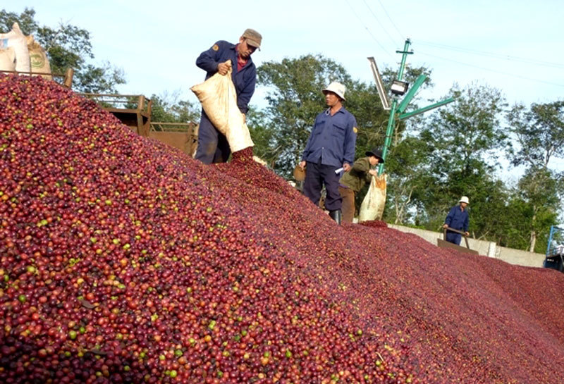 Coffee price falls as farmers warned of lower profits