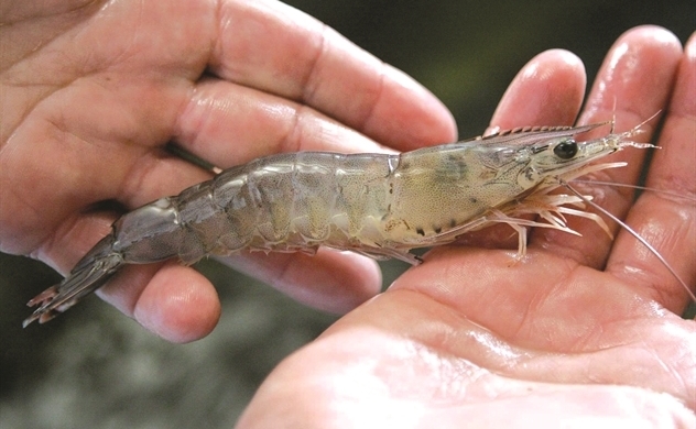 Shrimp shells to be used in bioplastics