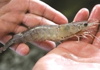 Shrimp shells to be used in bioplastics