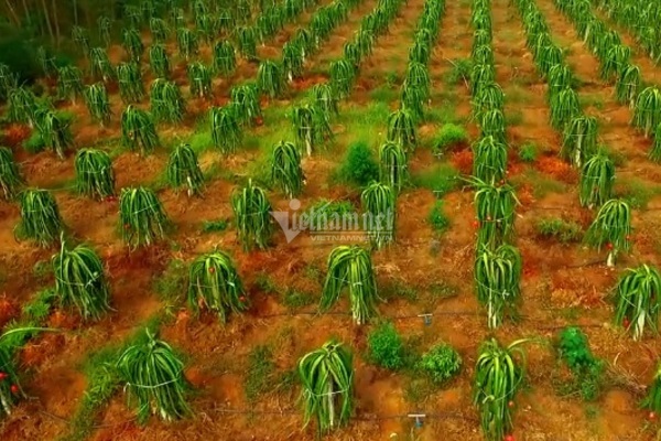 Lập Thạch phấn đấu thành huyện Nông thôn mới trong năm nay