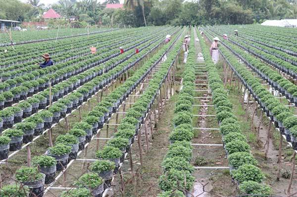 Mekong Delta farmers grow new flower varieties for Tet