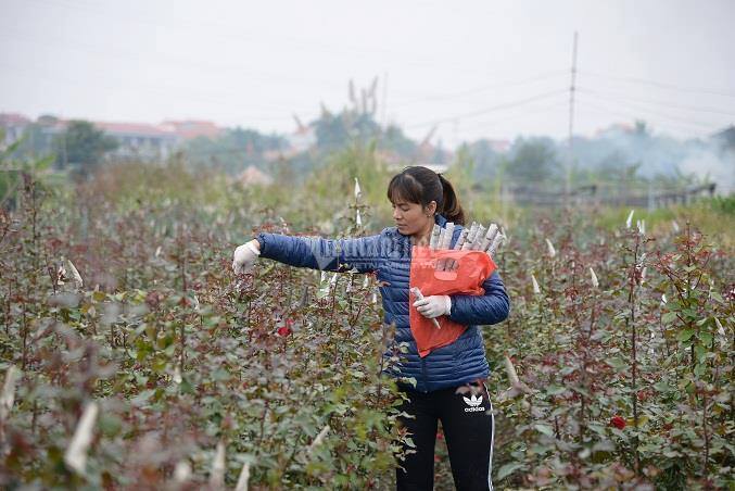 Hà Nội có 3 xã đạt chuẩn nông thôn mới nâng cao đầu tiên