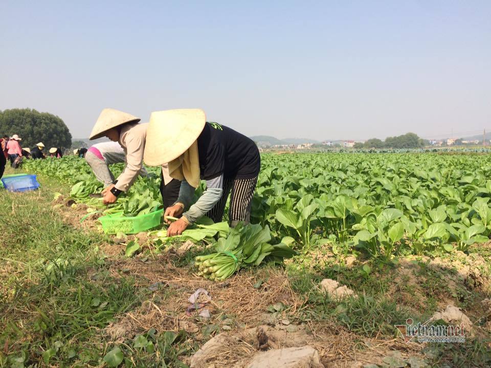 Mê Linh phấn đấu 100% xã đạt chuẩn NTM