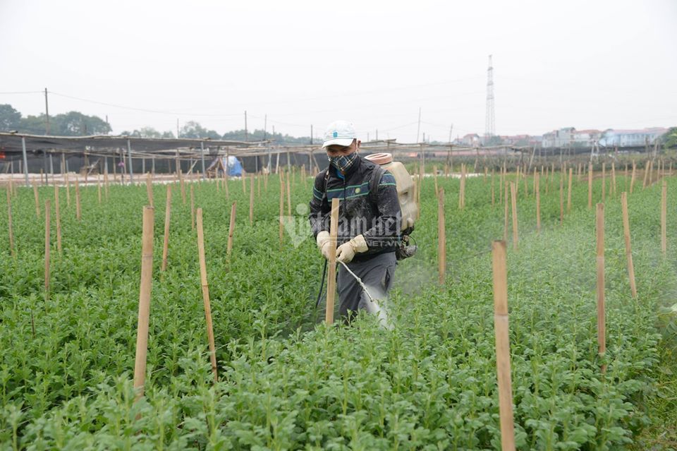 Mê Linh có thêm nhiều cánh đồng lớn nhờ Nông thôn mới