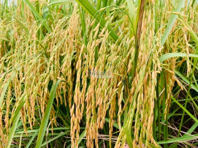 Sóc Trăng có 39 sản phẩm OCOP 3-4 sao