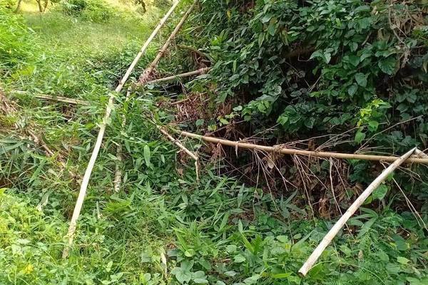 Thi thể không đầu trong vườn điều ở Bình Phước