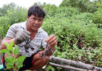 Breeding aquatic species in mangrove forests reaps high income