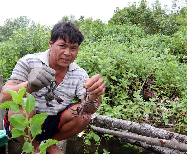 Breeding aquatic species in mangrove forests reaps high income