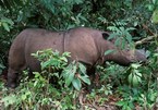 Sumatran rhino extinct in Malaysia