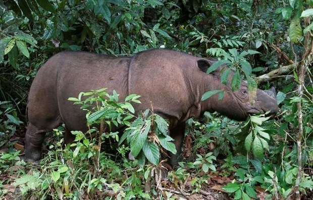 Sumatran rhino extinct in Malaysia