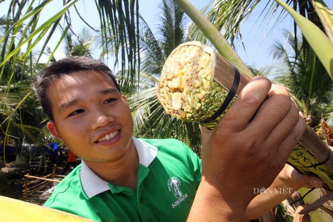 Nghề cực lạ Việt Nam: Massage hoa dừa để kích thích chảy... mật Dua-1