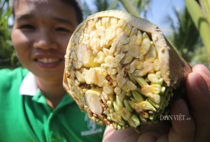 Nghề cực lạ Việt Nam: Massage hoa dừa để kích thích chảy... mật Dua-6
