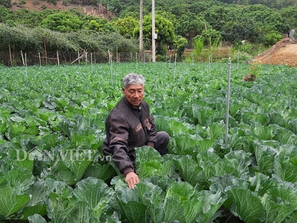 Vùng đất dân làm giàu nhờ trồng những cây bắp cải to tướng