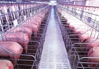 African swine fever rocks meat industry