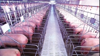 African swine fever rocks meat industry