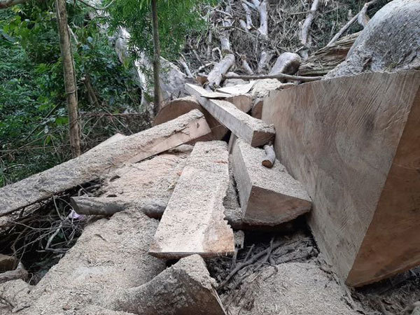 Dak Lak investigates forest destruction