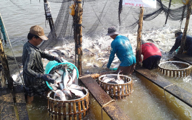 Vietnam’s catfish now has to compete fiercely in world market