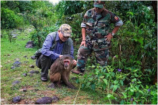 Captive monkey released into the wild