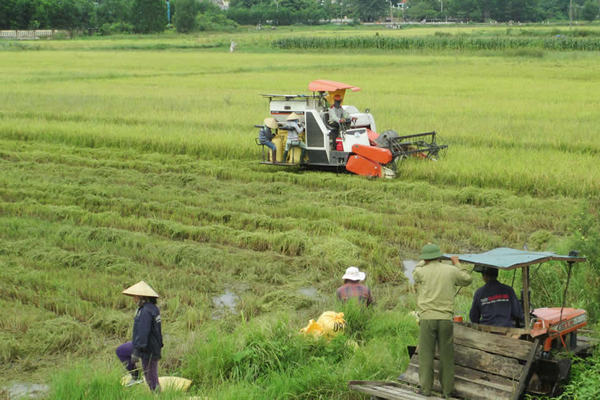 Vai trò của ngành nông nghiệp đặc biệt quan trọng trong điều kiện “bình thường mới” - VietNamNet