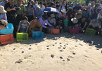 Con Dao Park listed in IOSEA turtle conservation network