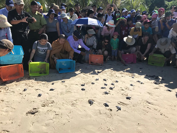 Con Dao Park listed in IOSEA turtle conservation network