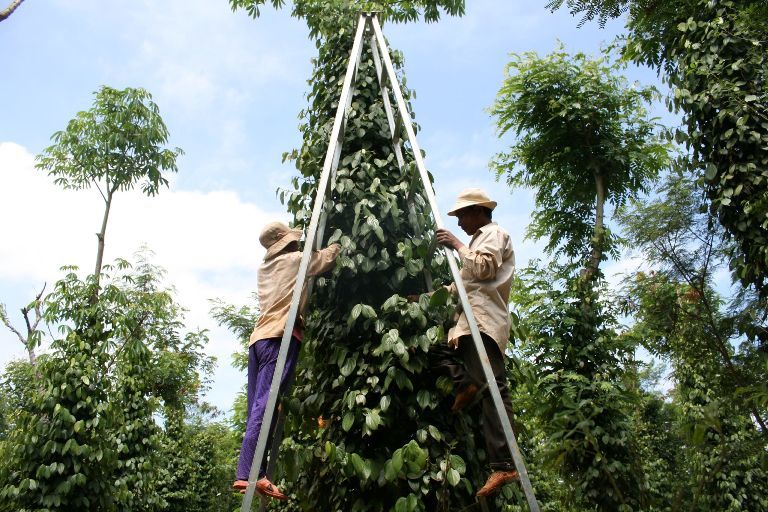 Đột phá trong tư duy xóa đói giảm nghèo “cho con cá bằng đưa cần câu”