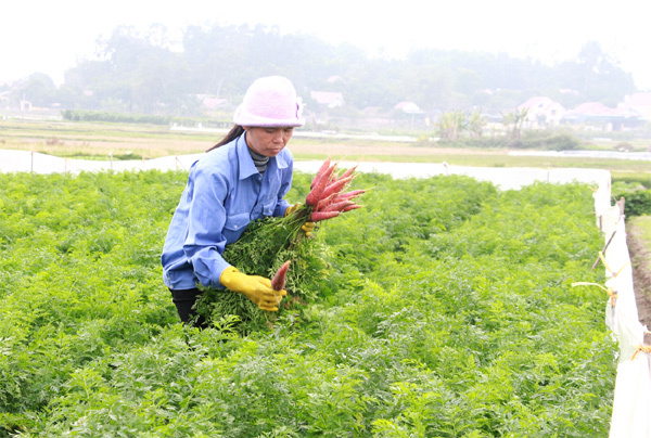 Quảng Ninh nhắm đích tỉnh nông thôn mới vào năm 2025