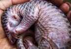 Vietnam spends big money to preserve endangered pangolins