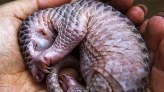 Vietnam spends big money to preserve endangered pangolins