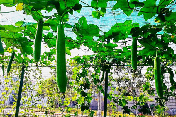 Dính 'nghi án' ngoại tình, vợ không thèm thanh minh dù chỉ một câu