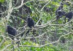 Quang Binh seeking ways to protect rare langurs