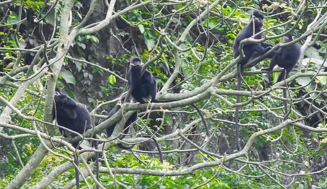 Quang Binh seeking ways to protect rare langurs