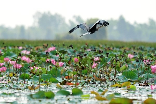 Nông thôn mới ở cửa ngõ ĐồngTháp Mười