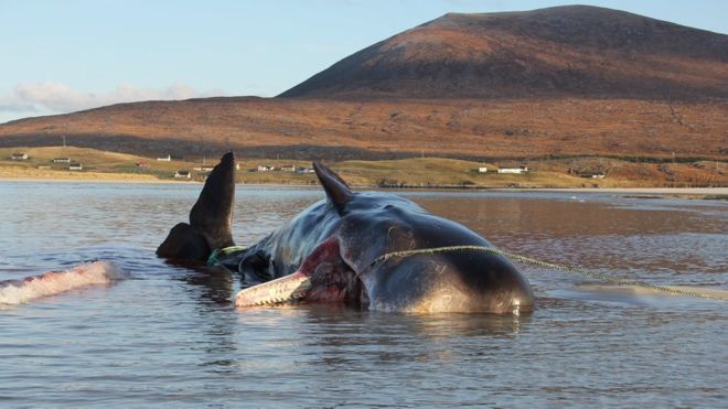 Sperm whale dies with 100kg 'litter ball' in its stomach