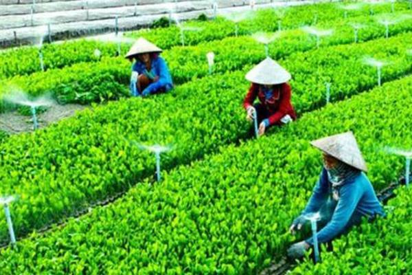 Giảm nghèo nhờ mô hình HTX từng bước nâng cao