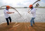 Vietnam's catfish export price drops